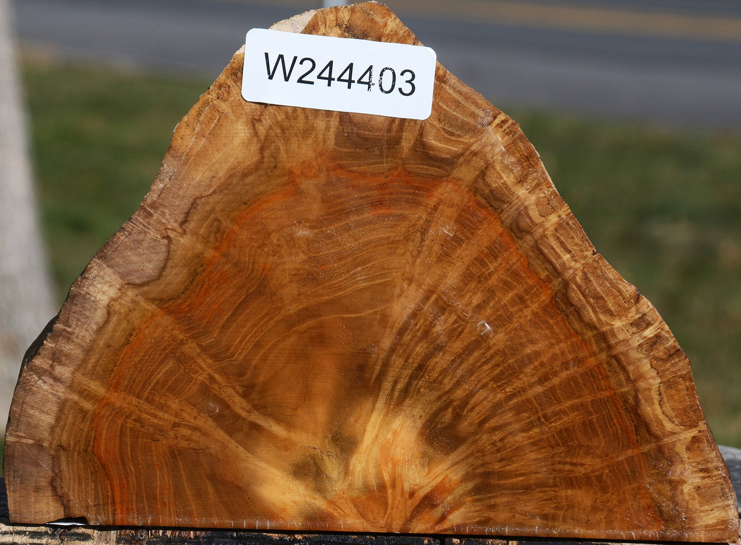 Teak Burl Live Edge Turning Blank