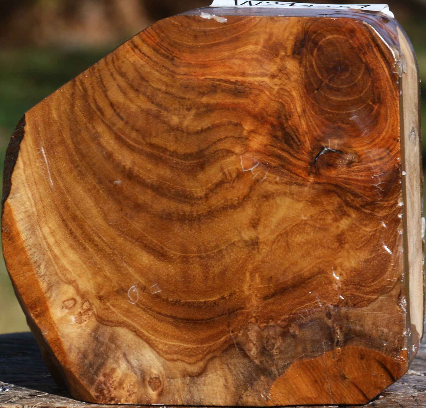 Extra Fancy Teak Live Edge Bowl Blank