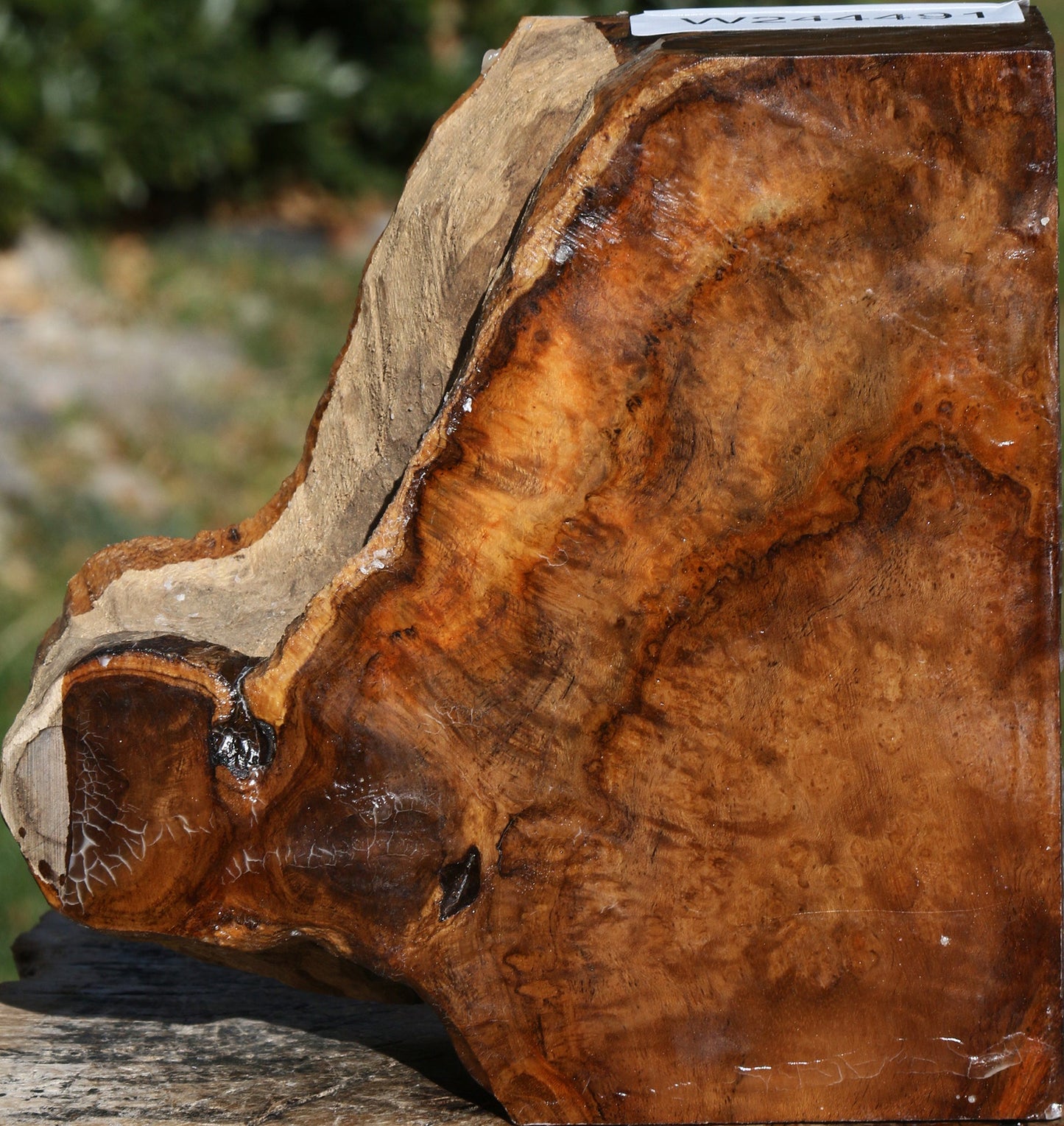 Teak Burl Live Edge Turning Blank