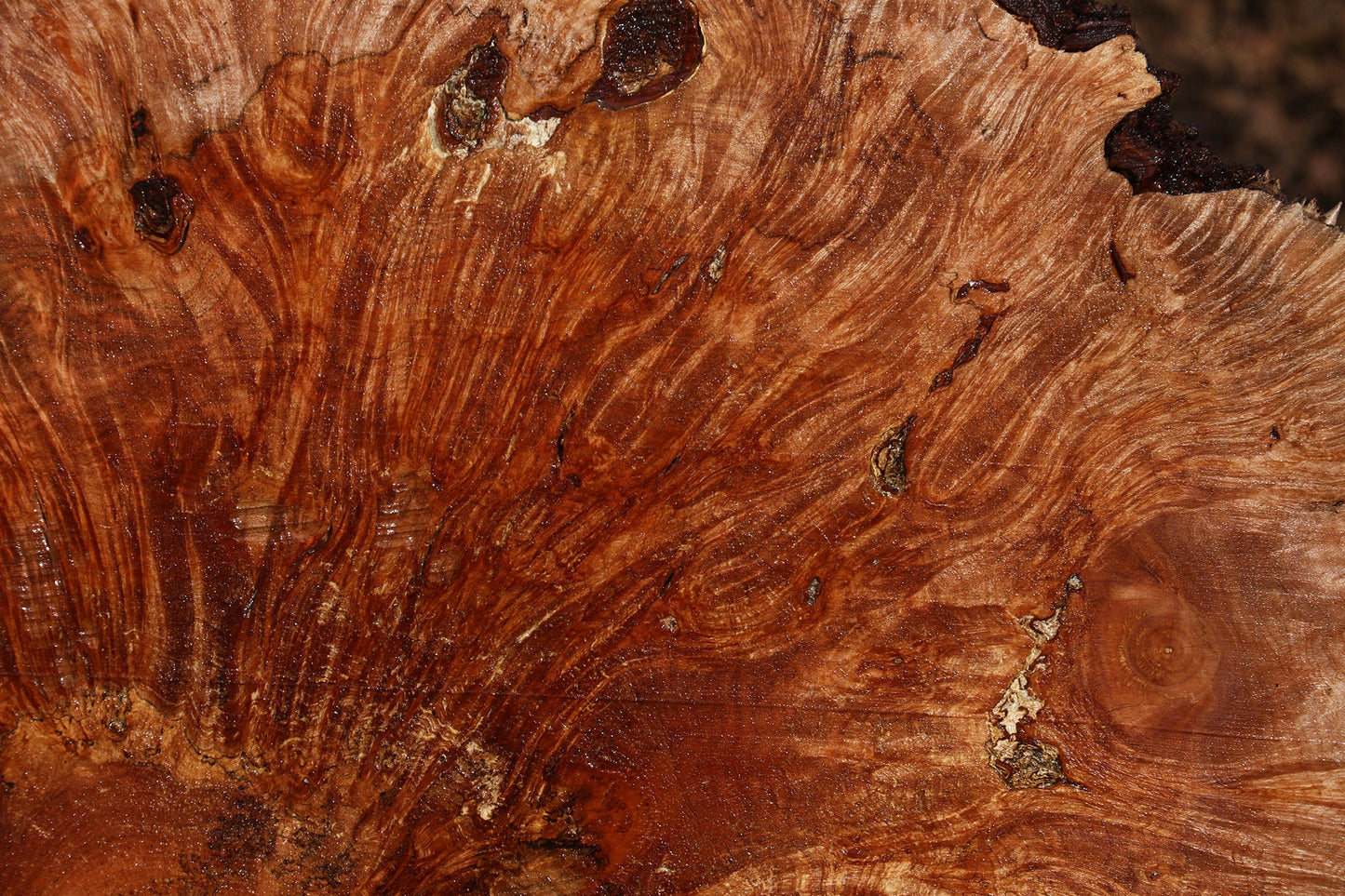 Maple Burl Live Edge Slice