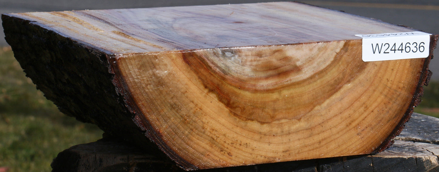 Extra Fancy Camphor Live Edge Bowl Blank
