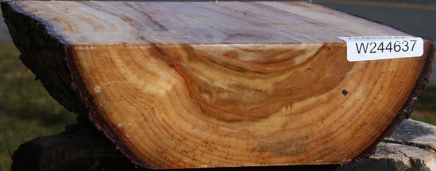 Extra Fancy Camphor Live Edge Bowl Blank