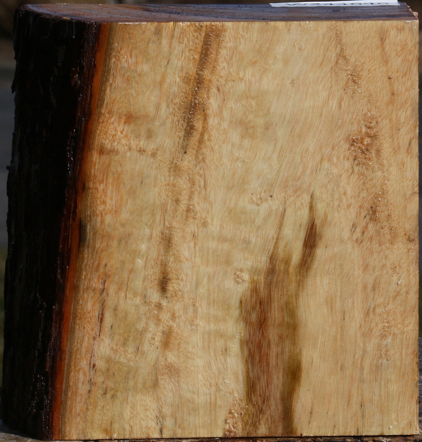 Camphor Live Edge Bowl Blank