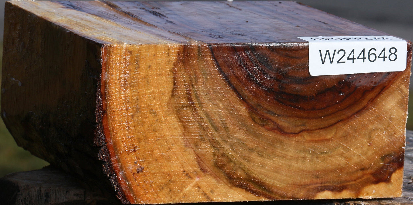 Figured Camphor Bowl Blank