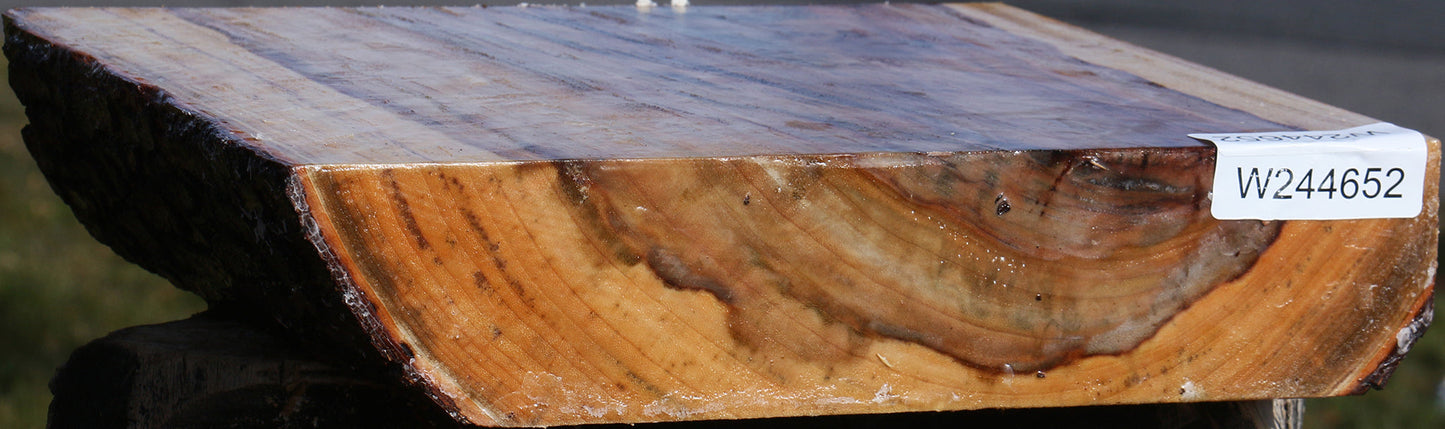 Figured Camphor Live Edge Platter Blank