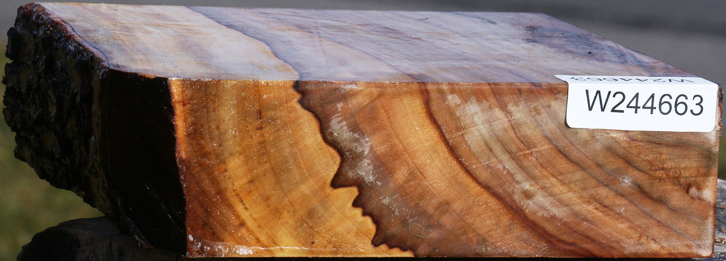 Figured Camphor Live Edge Bowl Blank