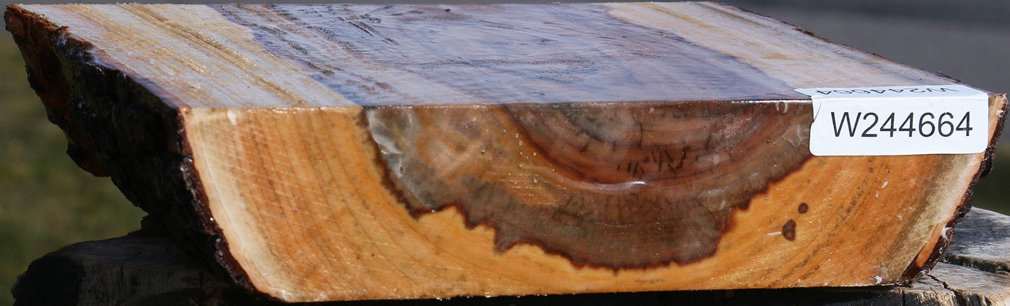 Figured Camphor Live Edge Platter Blank