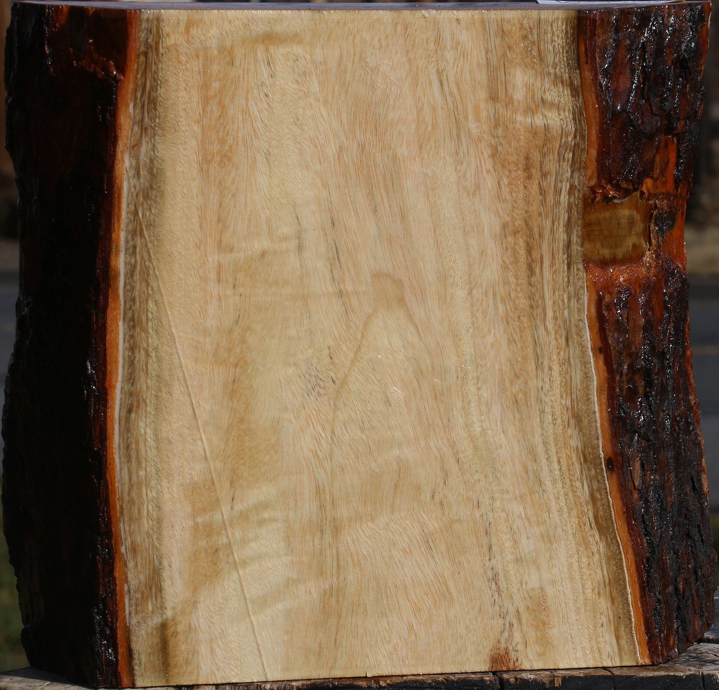 Figured Camphor Live Edge Platter Blank