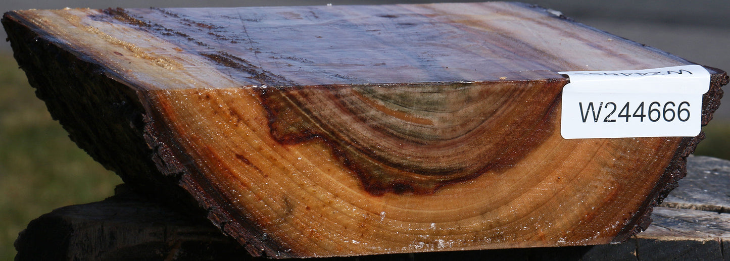 Figured Camphor Live Edge Bowl Blank