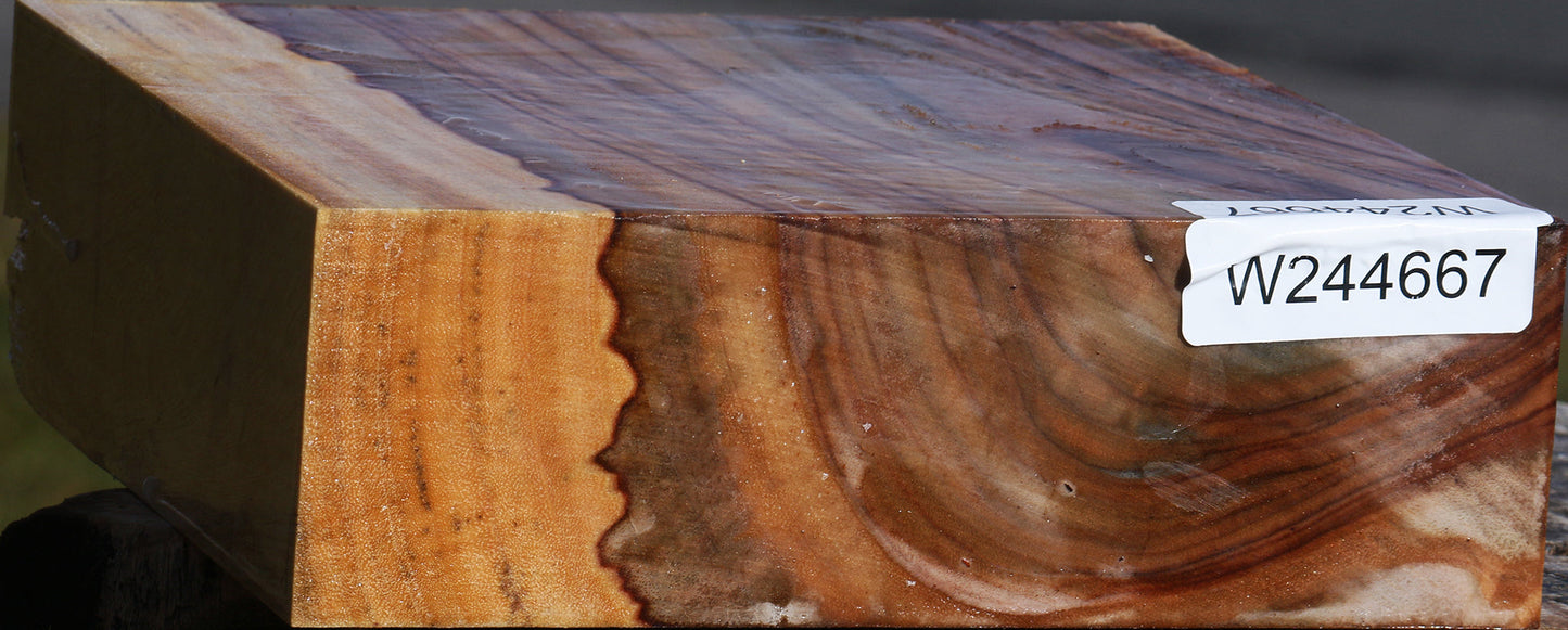 Extra Fancy Camphor Bowl Blank