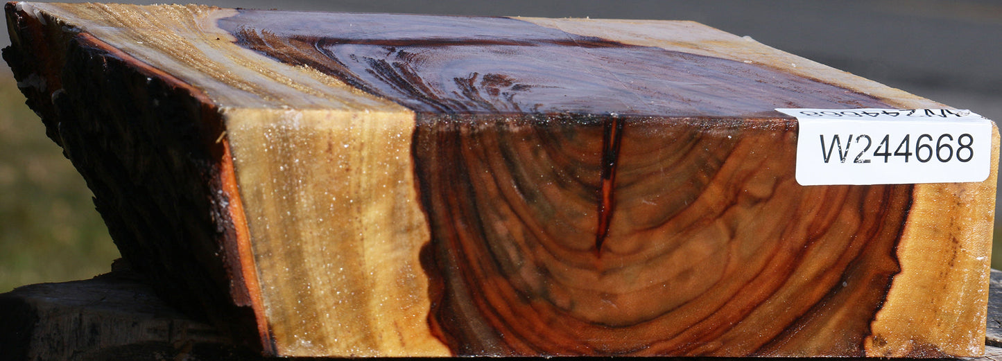 Figured Camphor Live Edge Bowl Blank
