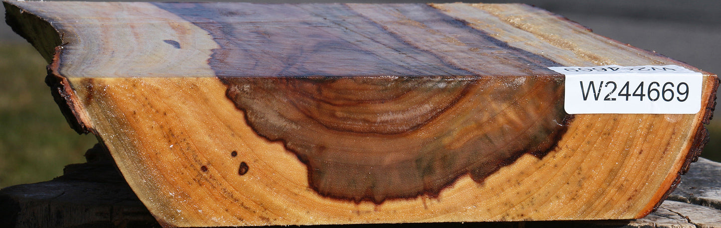 Figured Camphor Live Edge Platter Blank