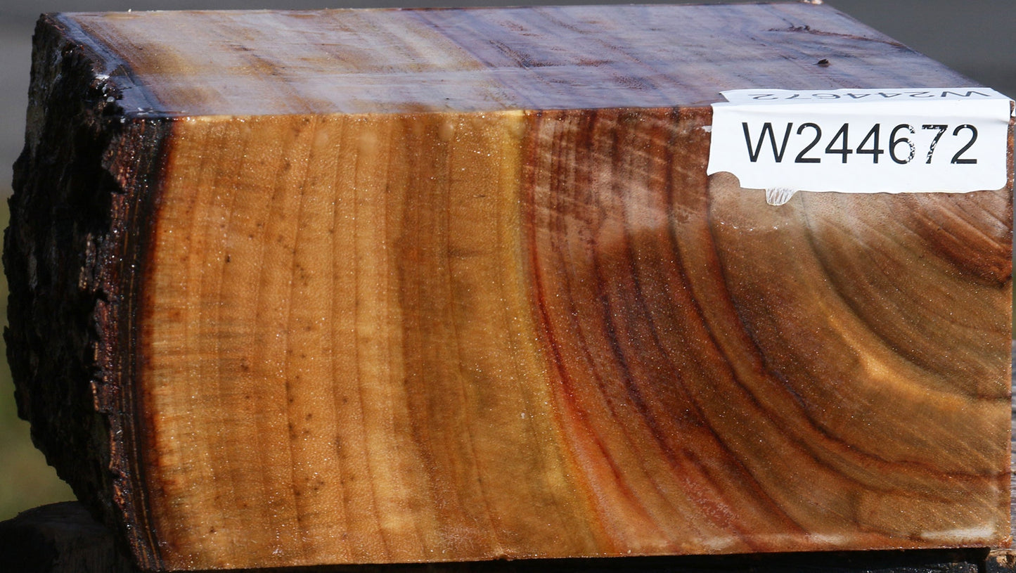 Figured Camphor Live Edge Bowl Blank