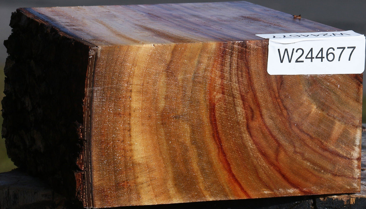 Figured Camphor Live Edge Bowl Blank