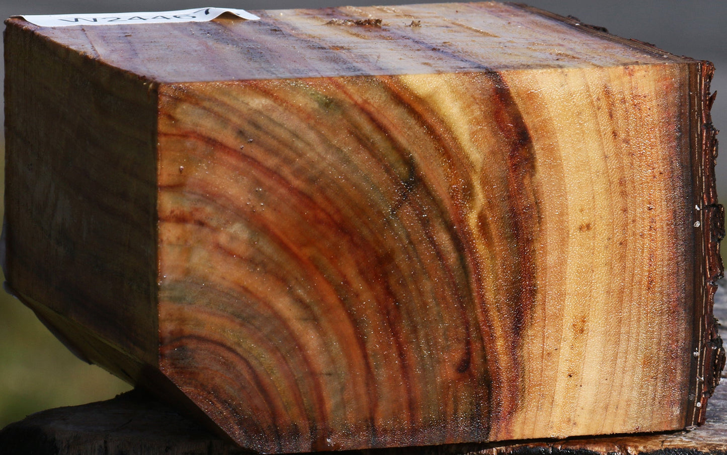 Figured Camphor Live Edge Bowl Blank