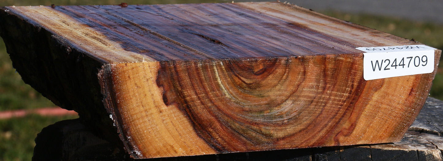 Camphor Live Edge Platter Blank