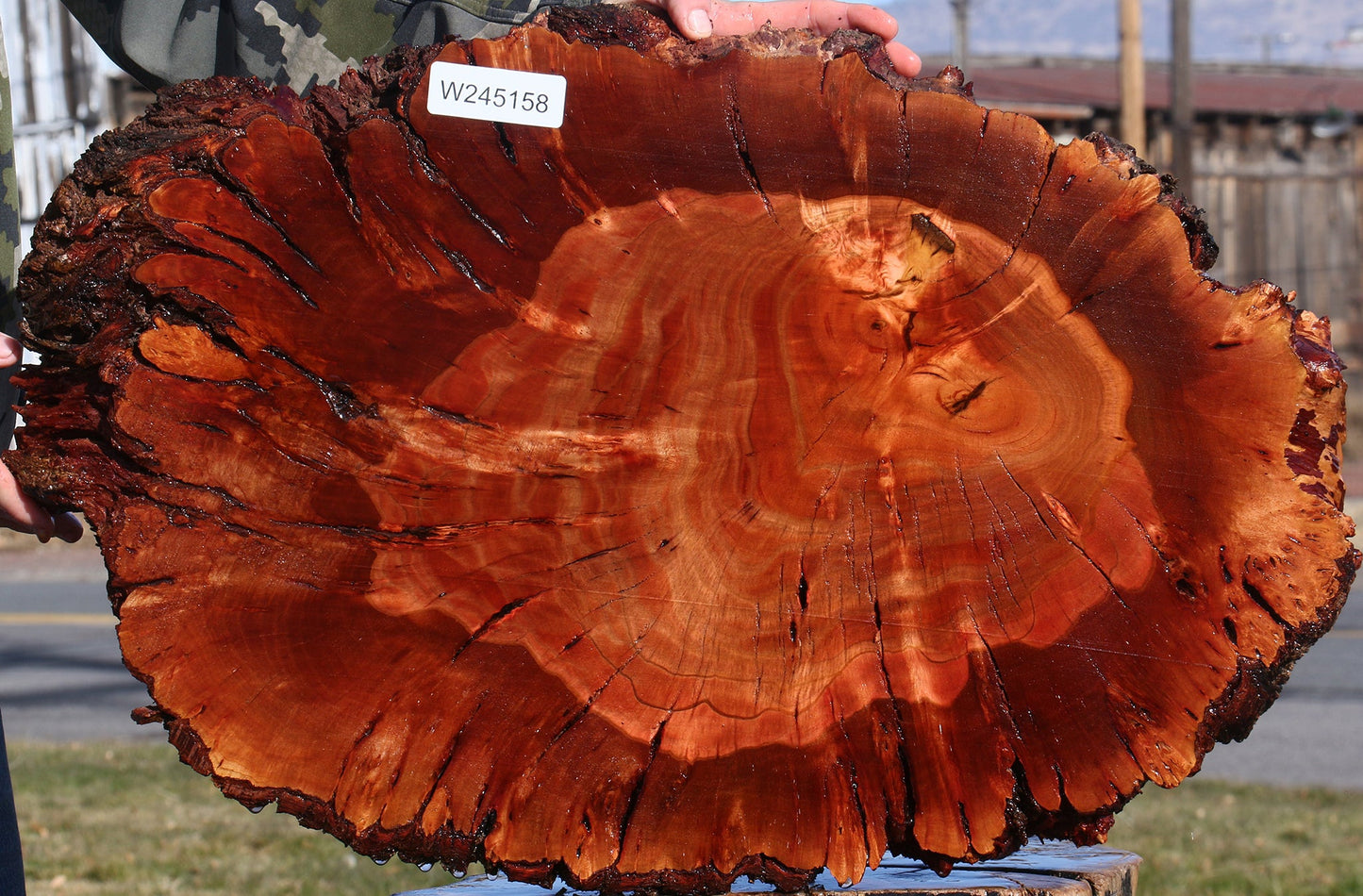 Brazilian Pepperwood Burl Cookie