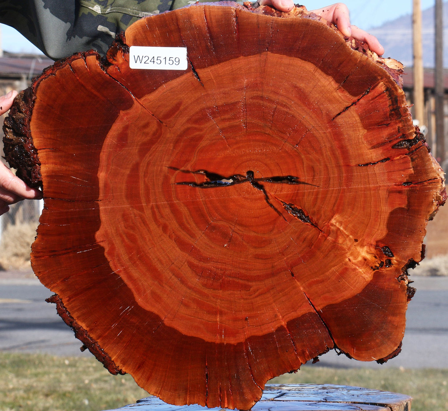 Brazilian Pepperwood Burl Cookie