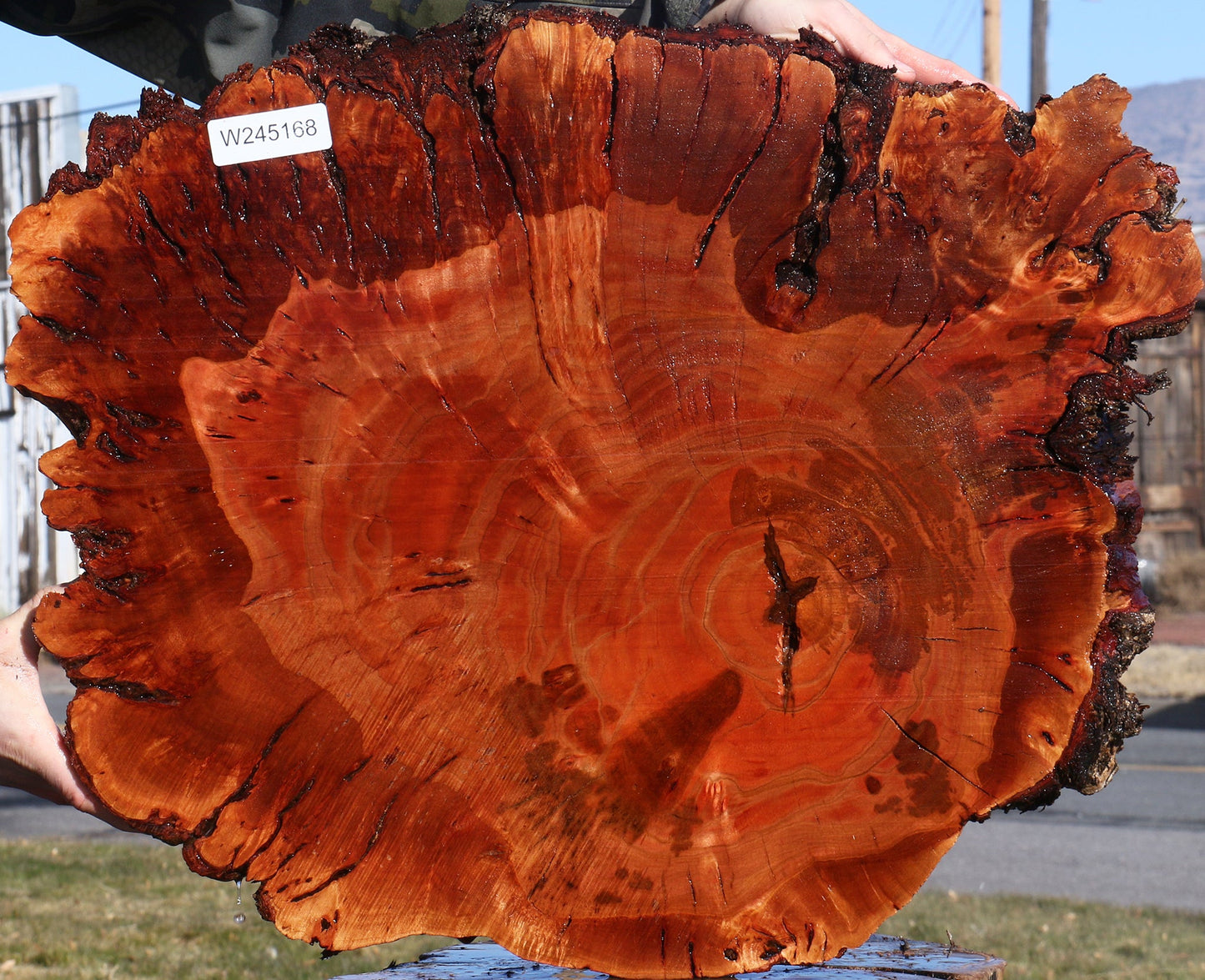 Brazilian Pepperwood Burl Cookie
