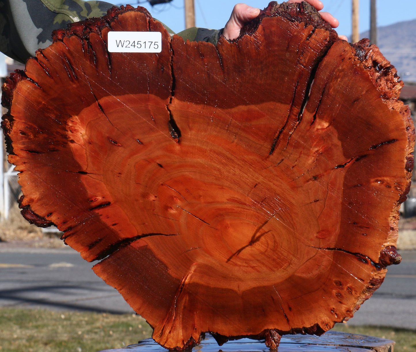 Brazilian Pepperwood Burl Cookie