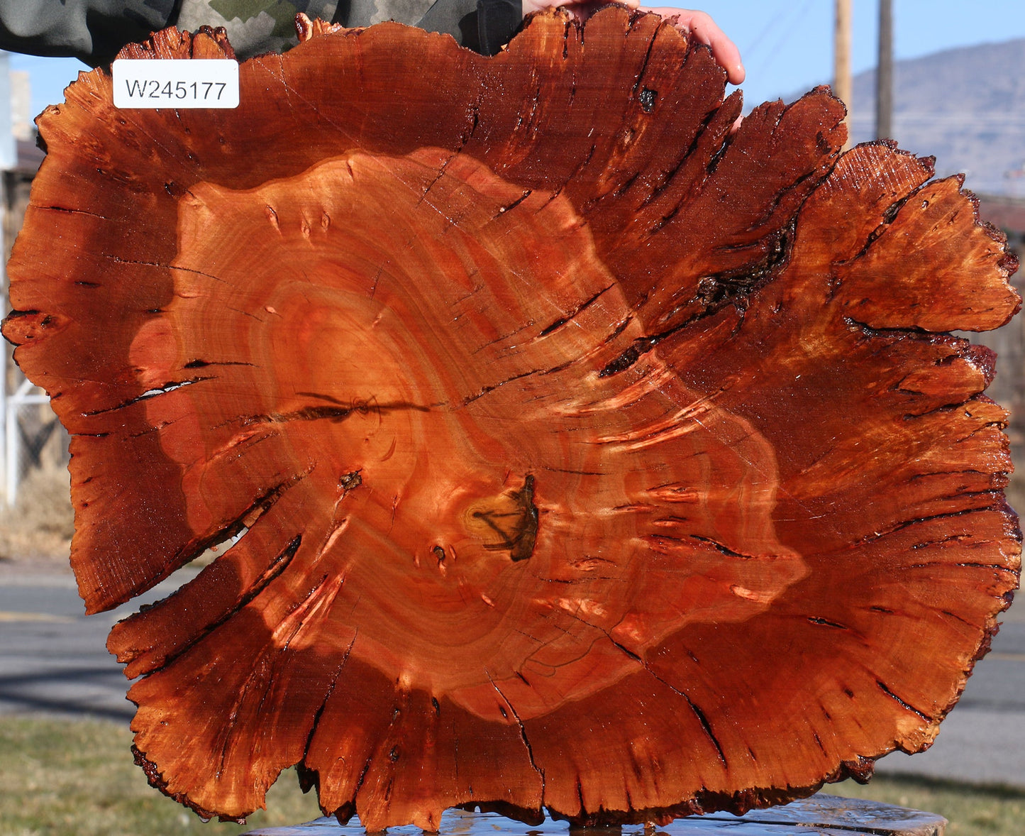 Brazilian Pepperwood Burl Cookie