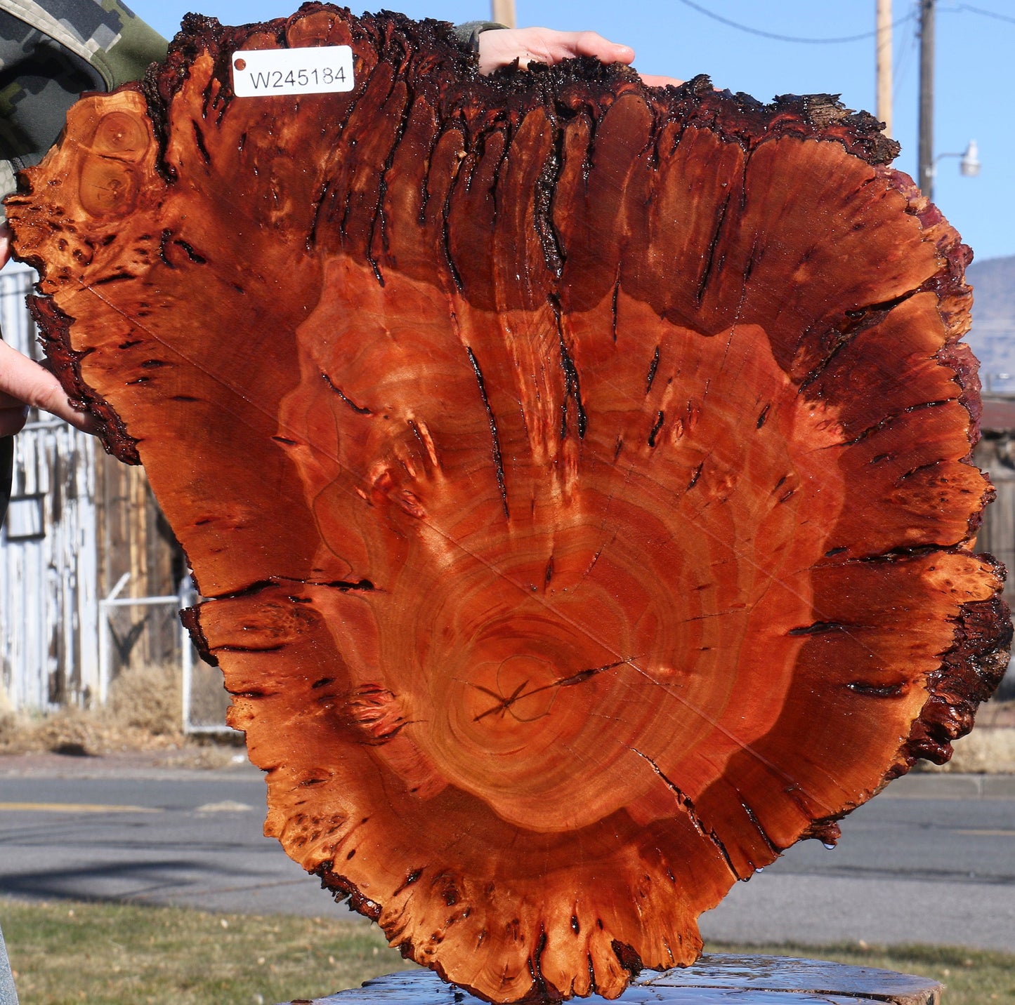 Brazilian Pepperwood Burl Cookie