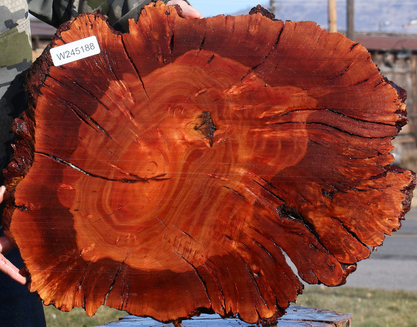 Brazilian Pepperwood Burl Cookie