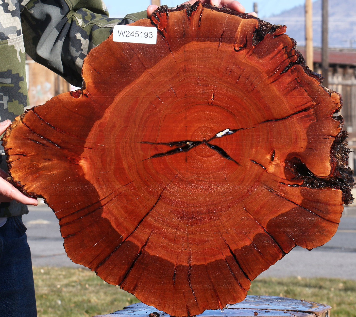 Brazilian Pepperwood Burl Cookie