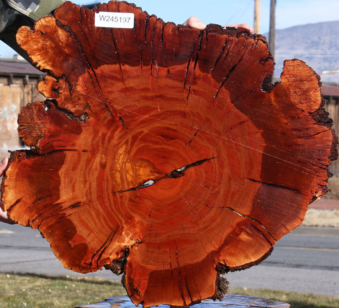 Brazilian Pepperwood Burl Cookie