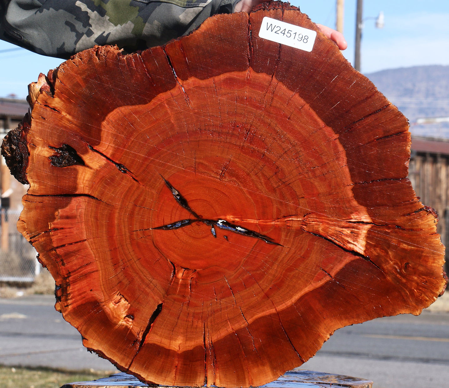 Brazilian Pepperwood Burl Cookie