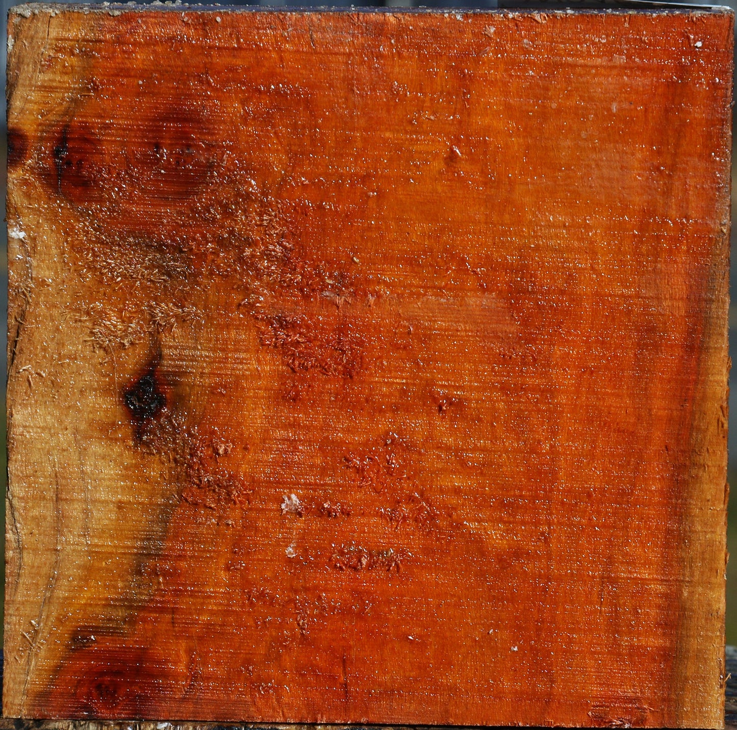 Pernambuco Bowl Blank