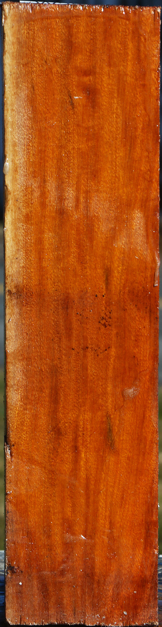 Figured Pernambuco Peppermill