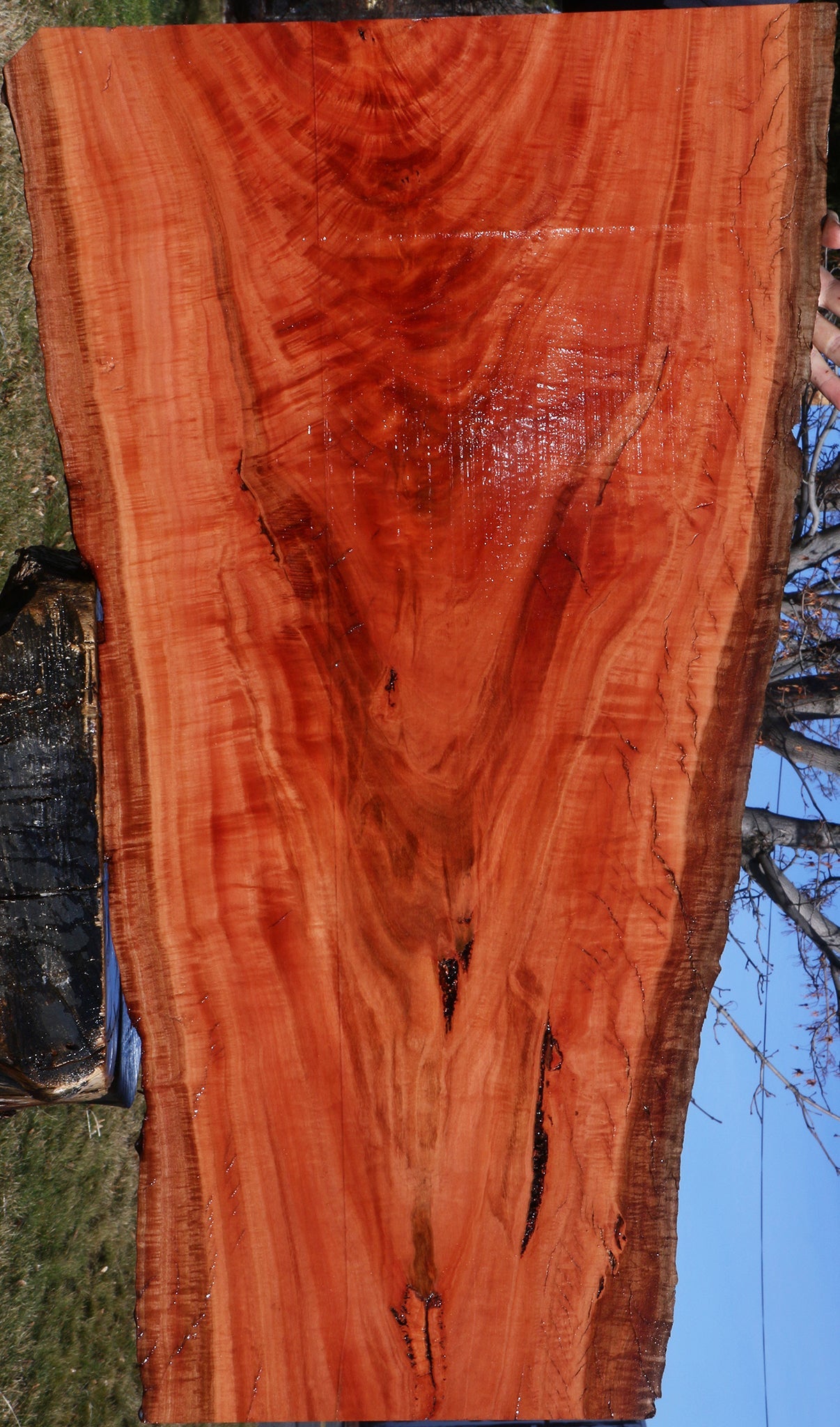 Extra Fancy Red Ironbark Live Edge Lumber