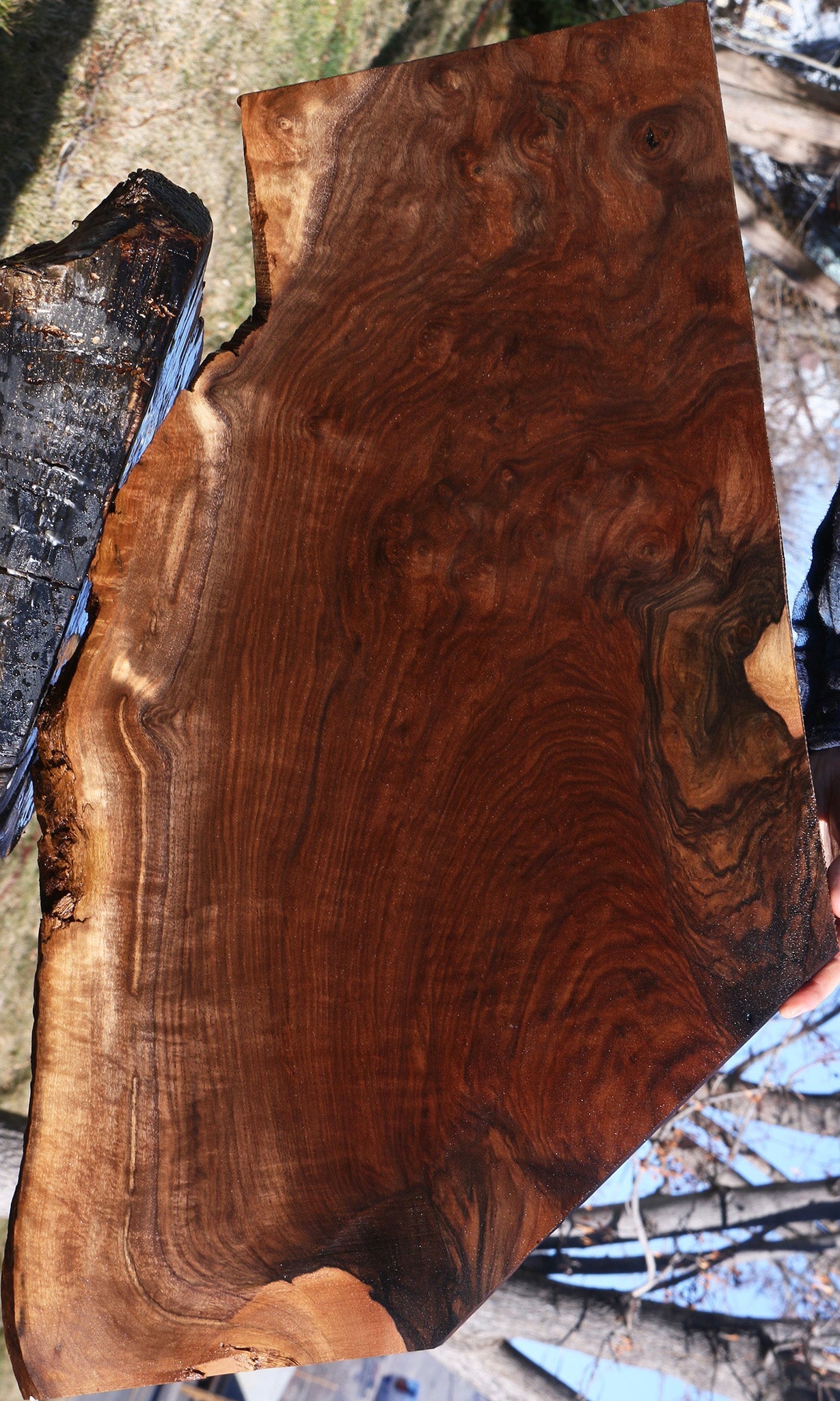 Extra Fancy Claro Walnut Live Edge Lumber
