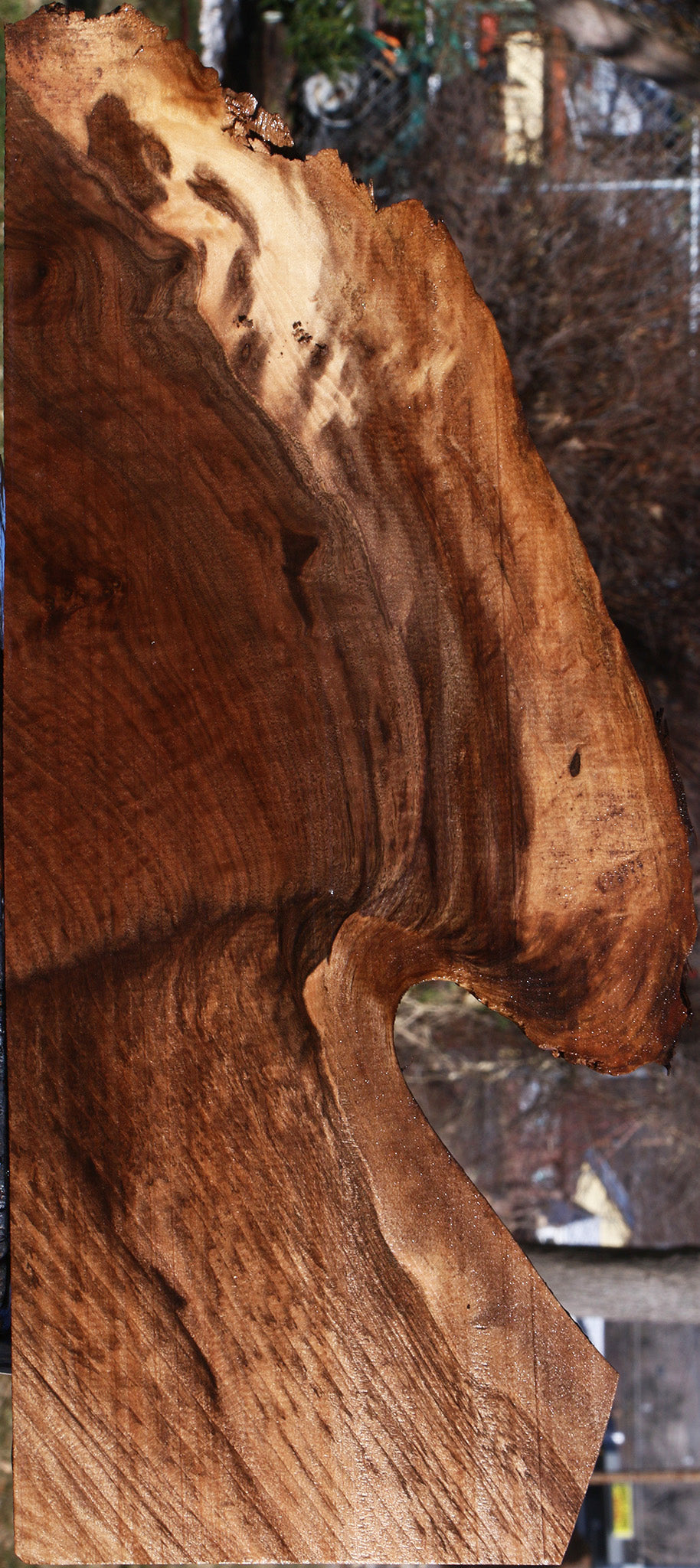 Extra Fancy Claro Walnut Live Edge Lumber