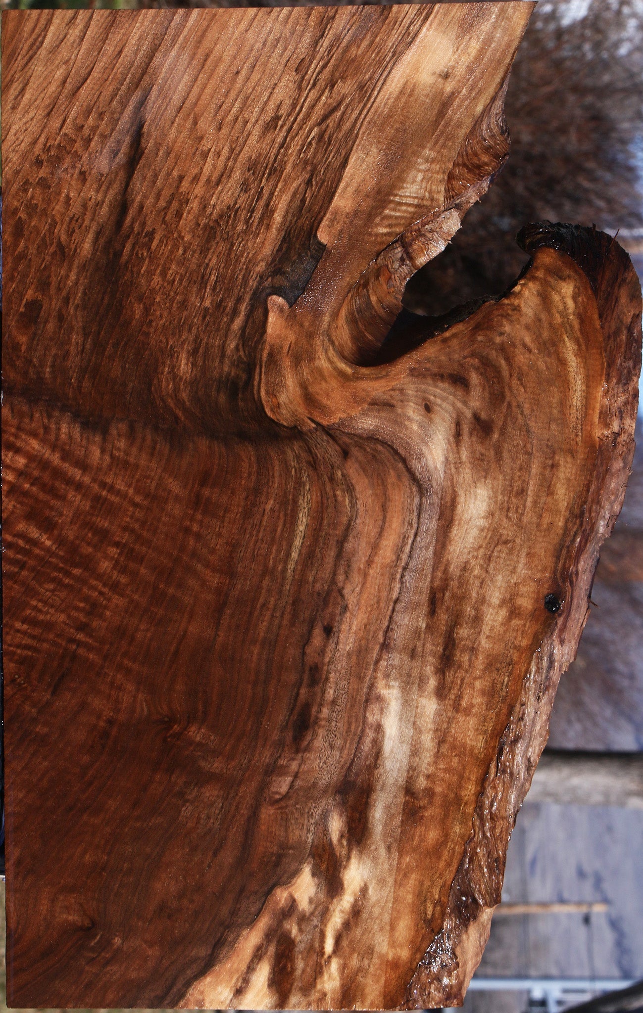 Extra Fancy Claro Walnut Live Edge Lumber