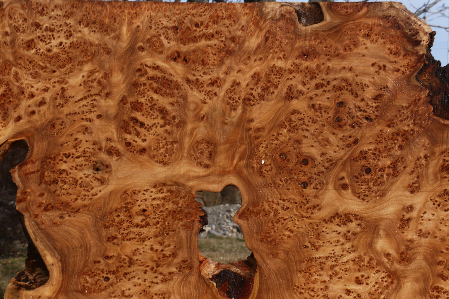 Elm Burl Live Edge Lumber (Free Shipping Excluded)