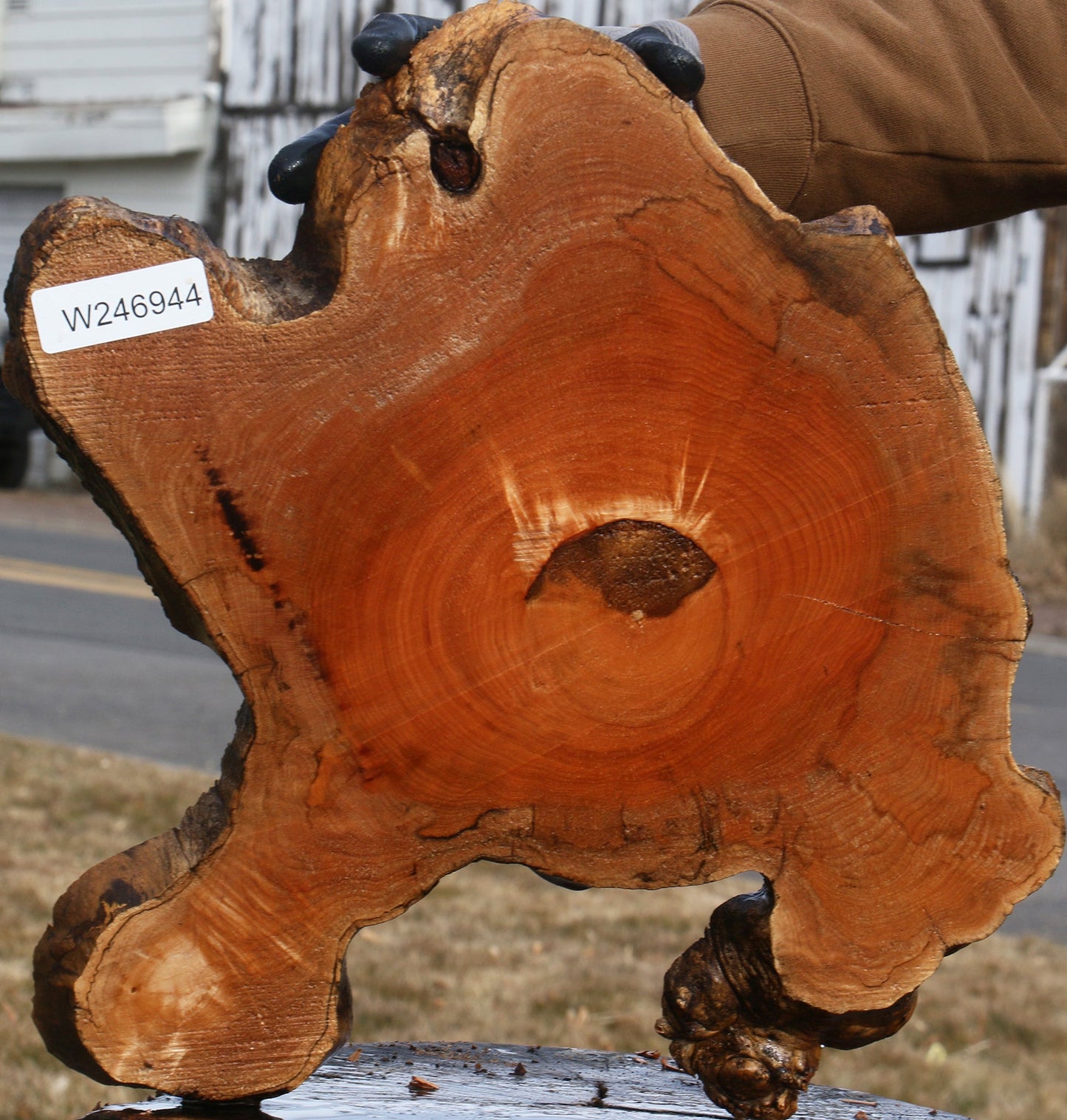 Figured Maple Burl Cookie