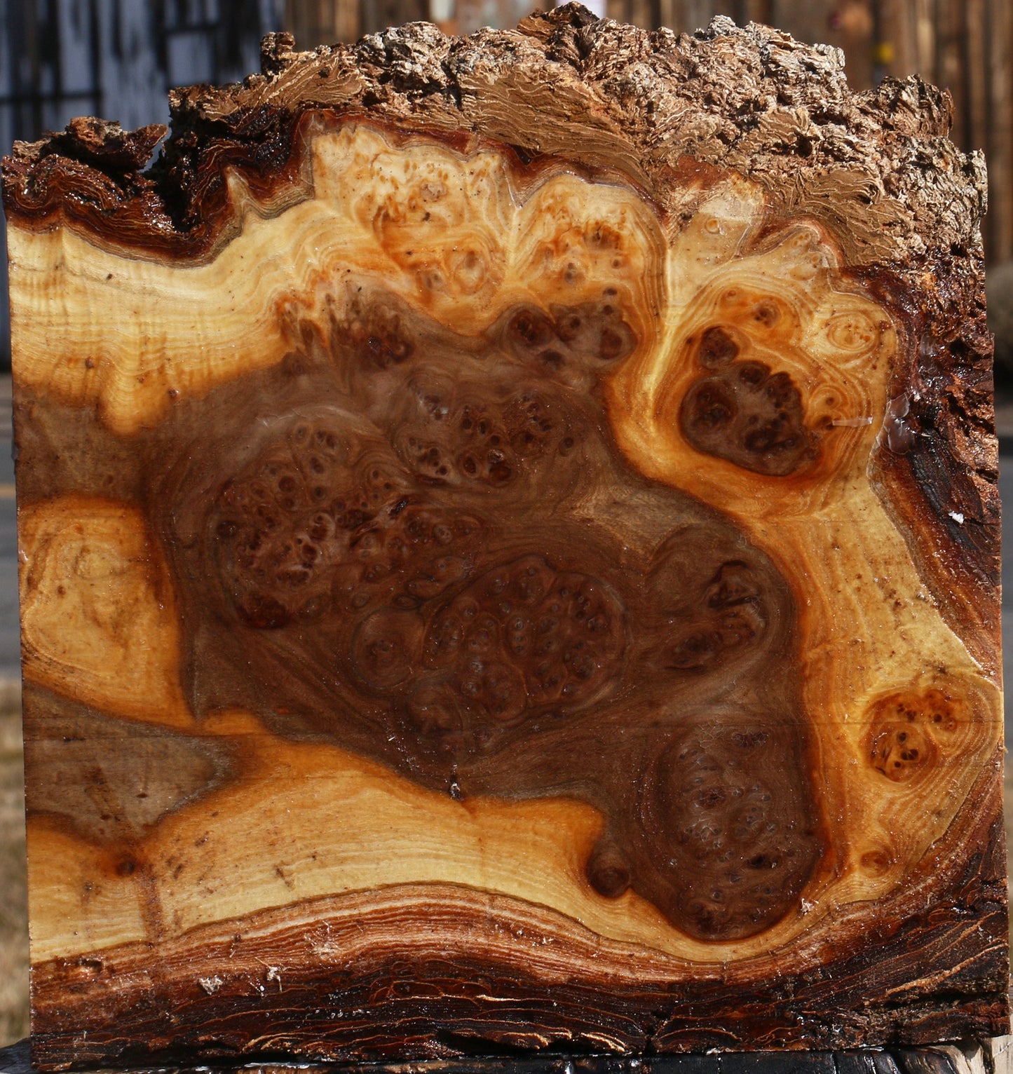 Elm Burl Live Edge Bowl Blank