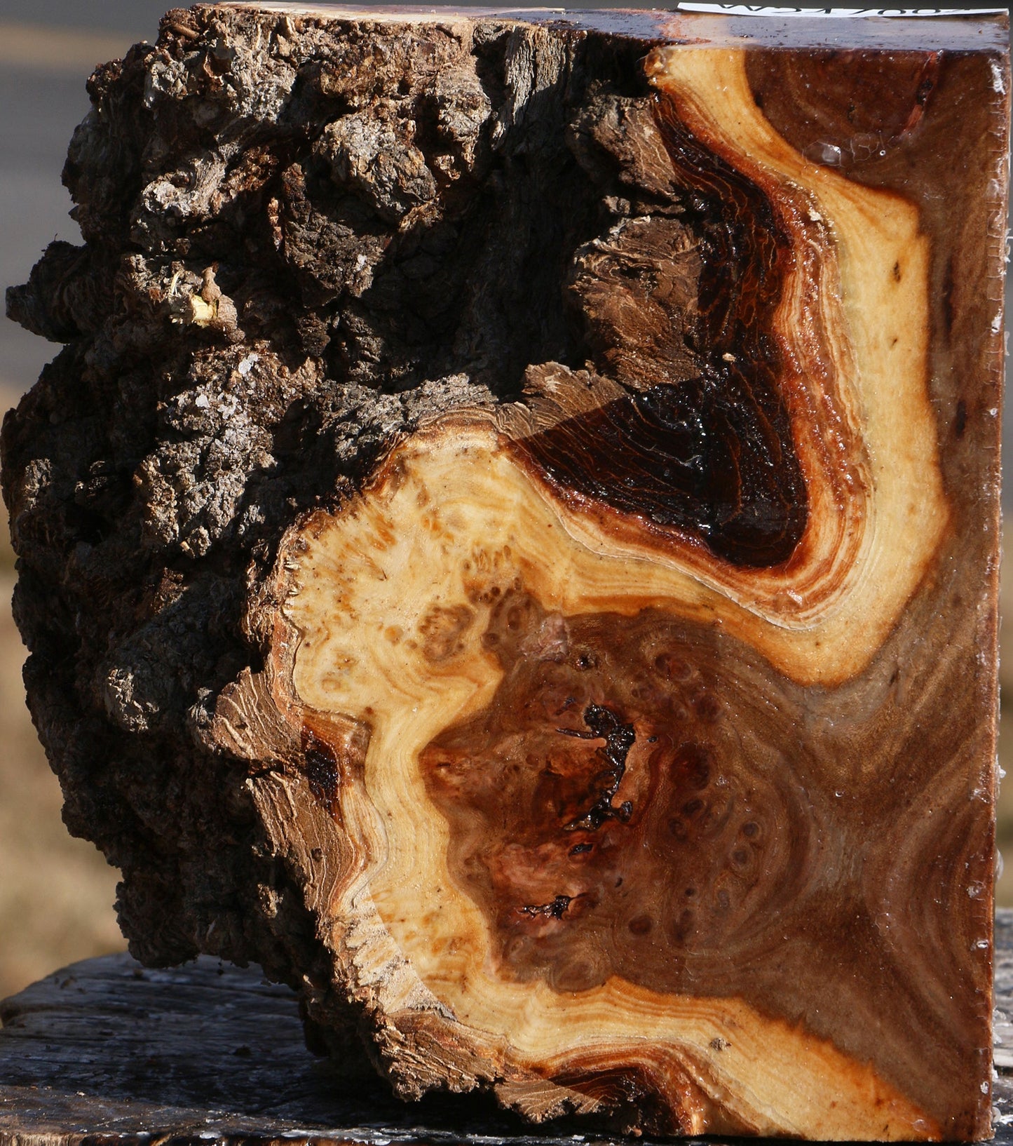 Elm Burl Live Edge Turning Blank