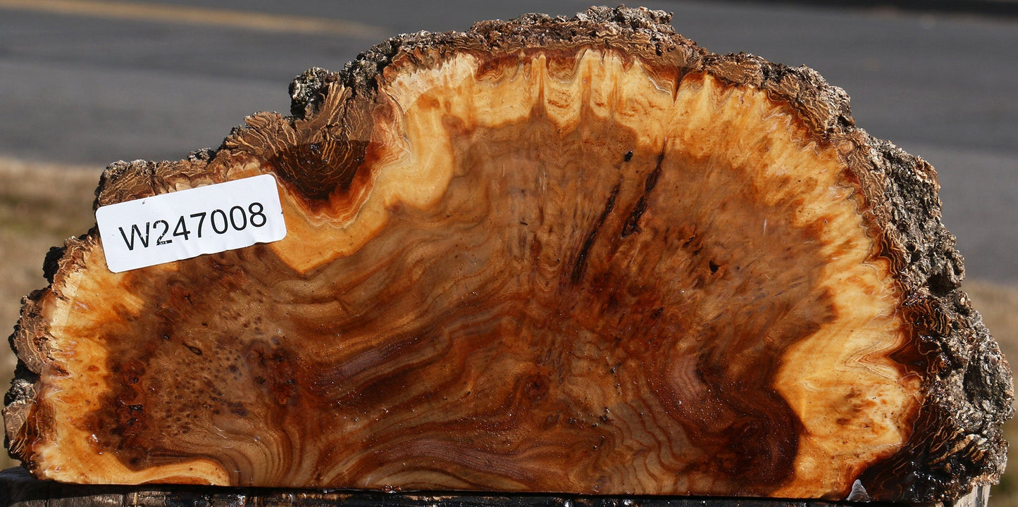 Elm Burl Live Edge Slice