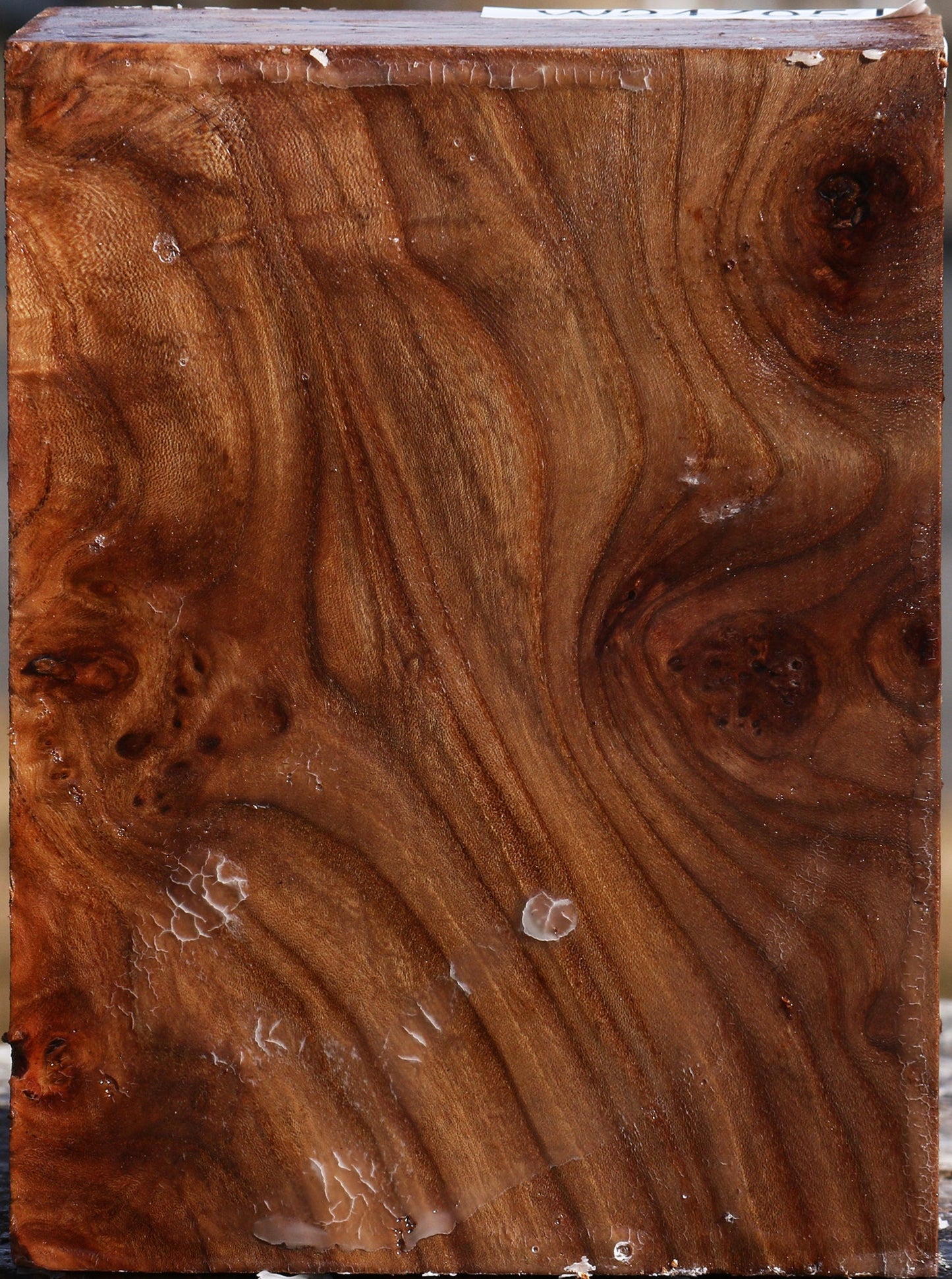 Elm Burl Turning Blank