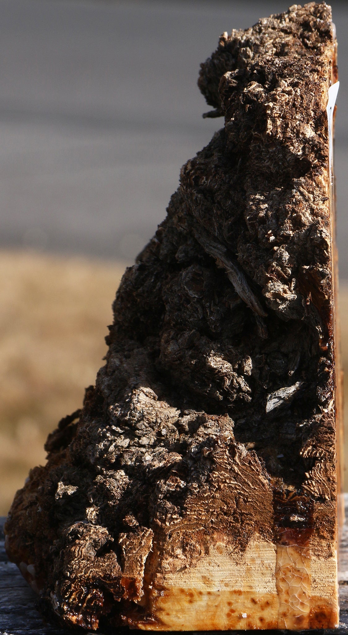 Elm Burl Live Edge Turning Blank