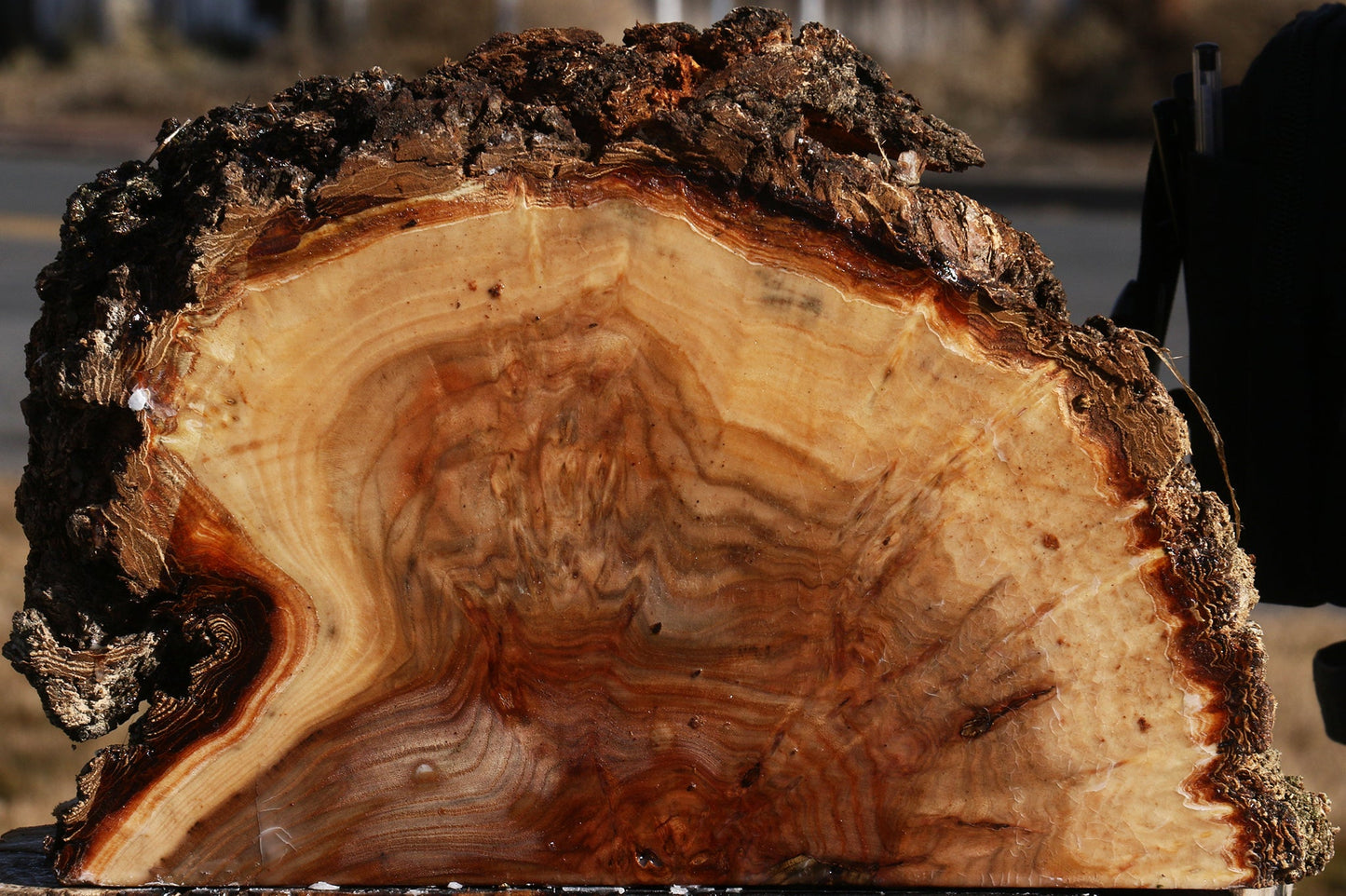 Elm Burl Live Edge Slice