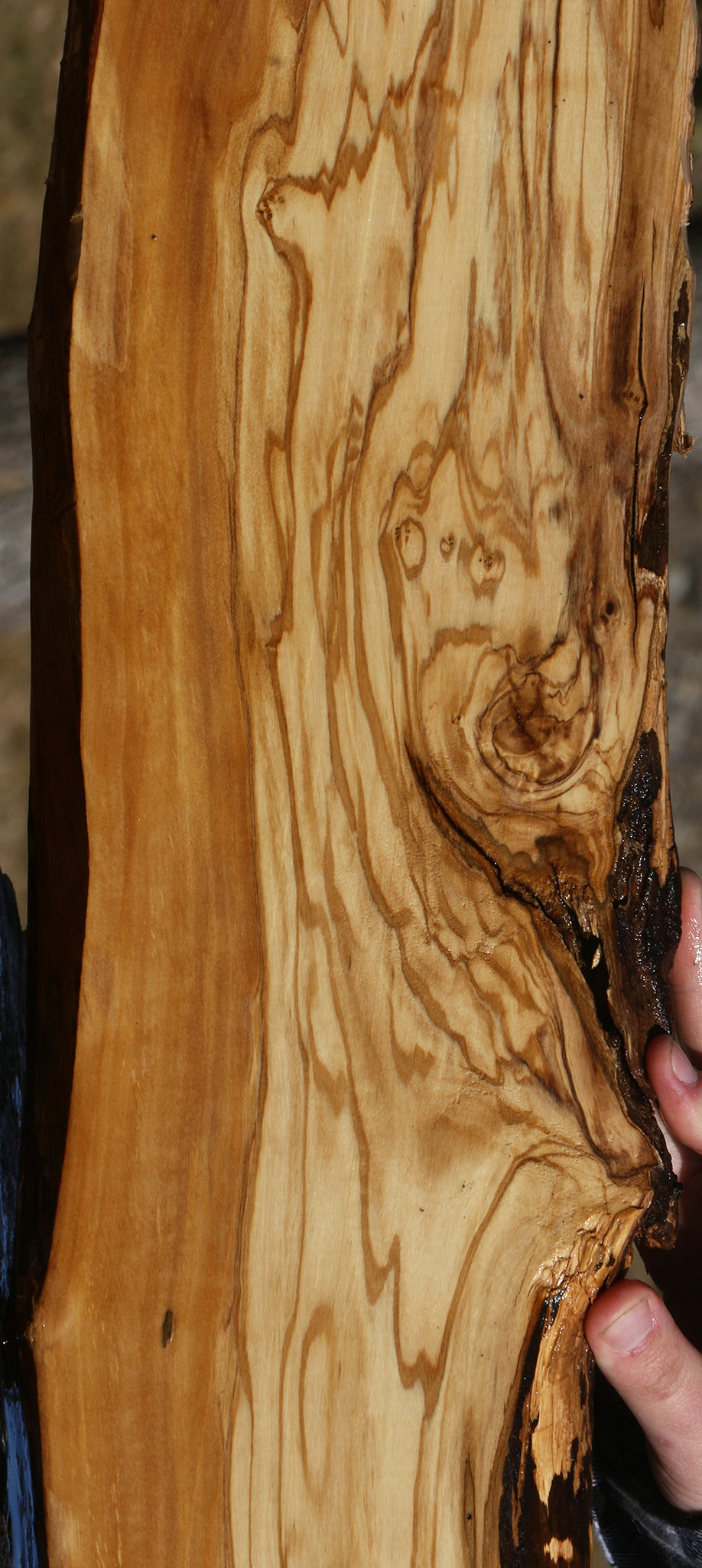Figured Italian Olive Live Edge Lumber
