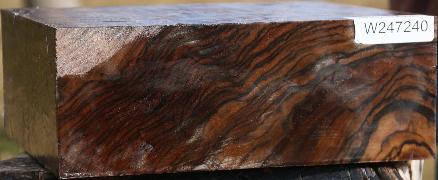 Exhibition English Walnut Bowl Blank