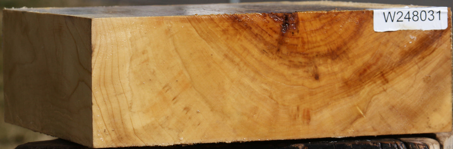 Black Cottonwood Bowl Blank