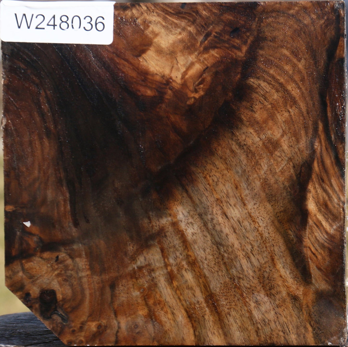 Grafted Claro/English Walnut Bowl Blank