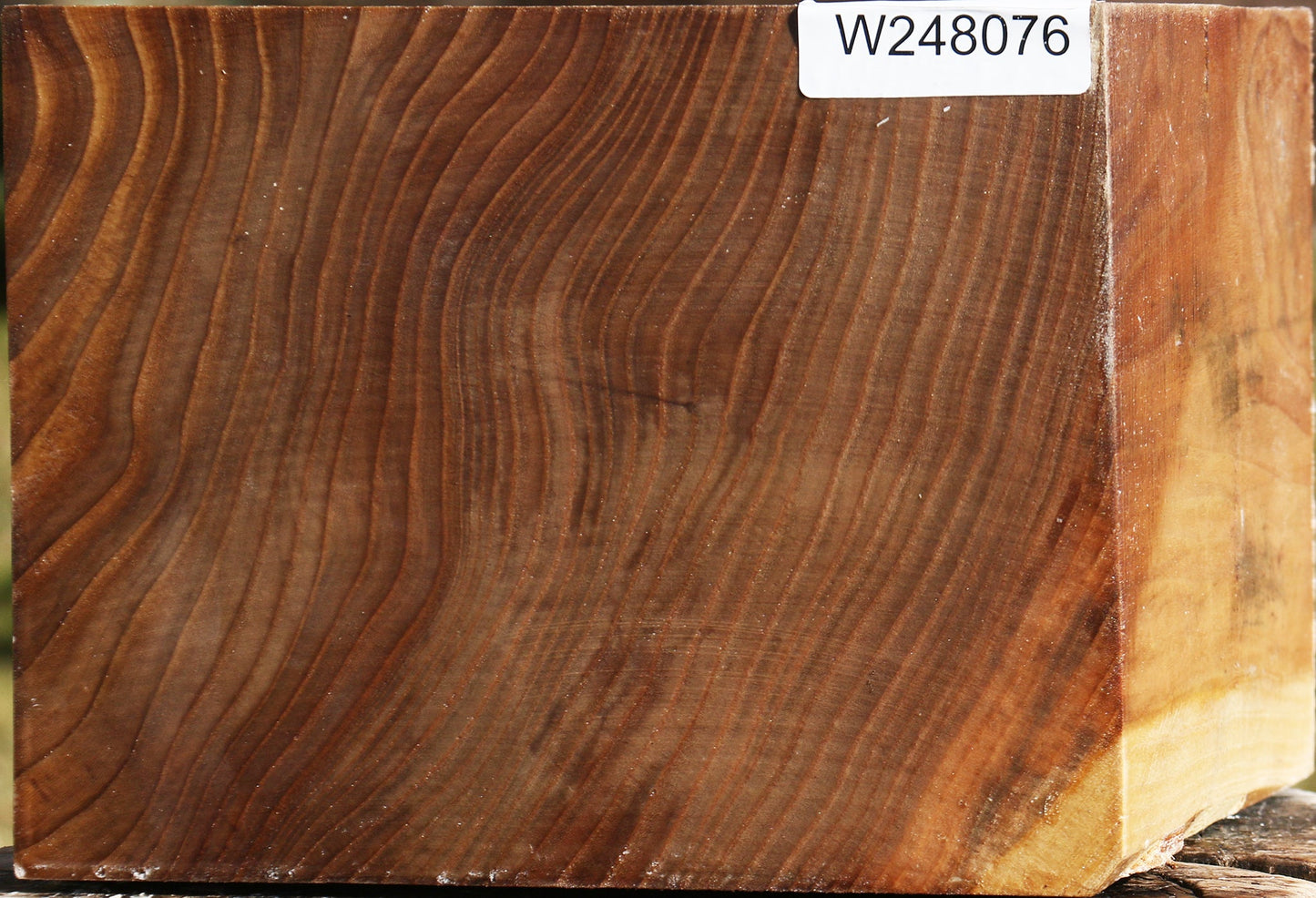Elm Bowl Blank