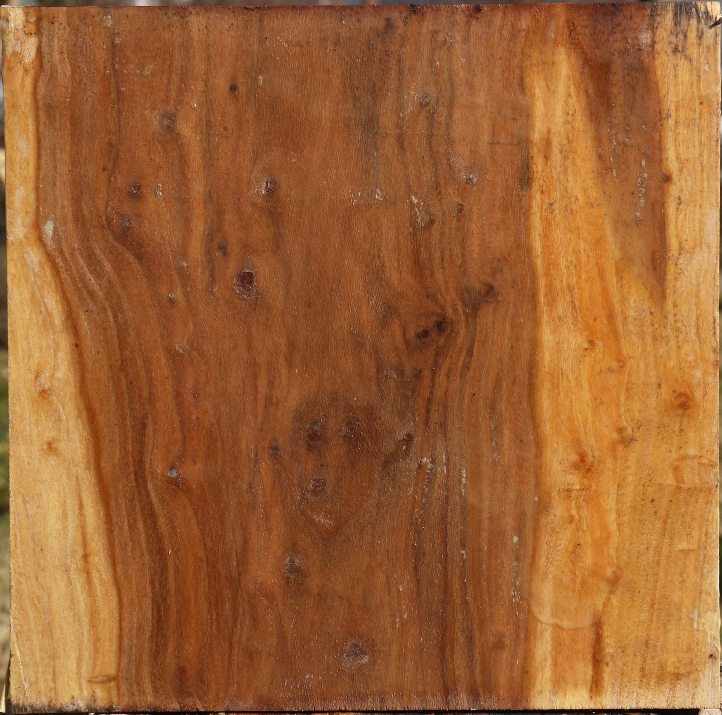 Elm Bowl Blank